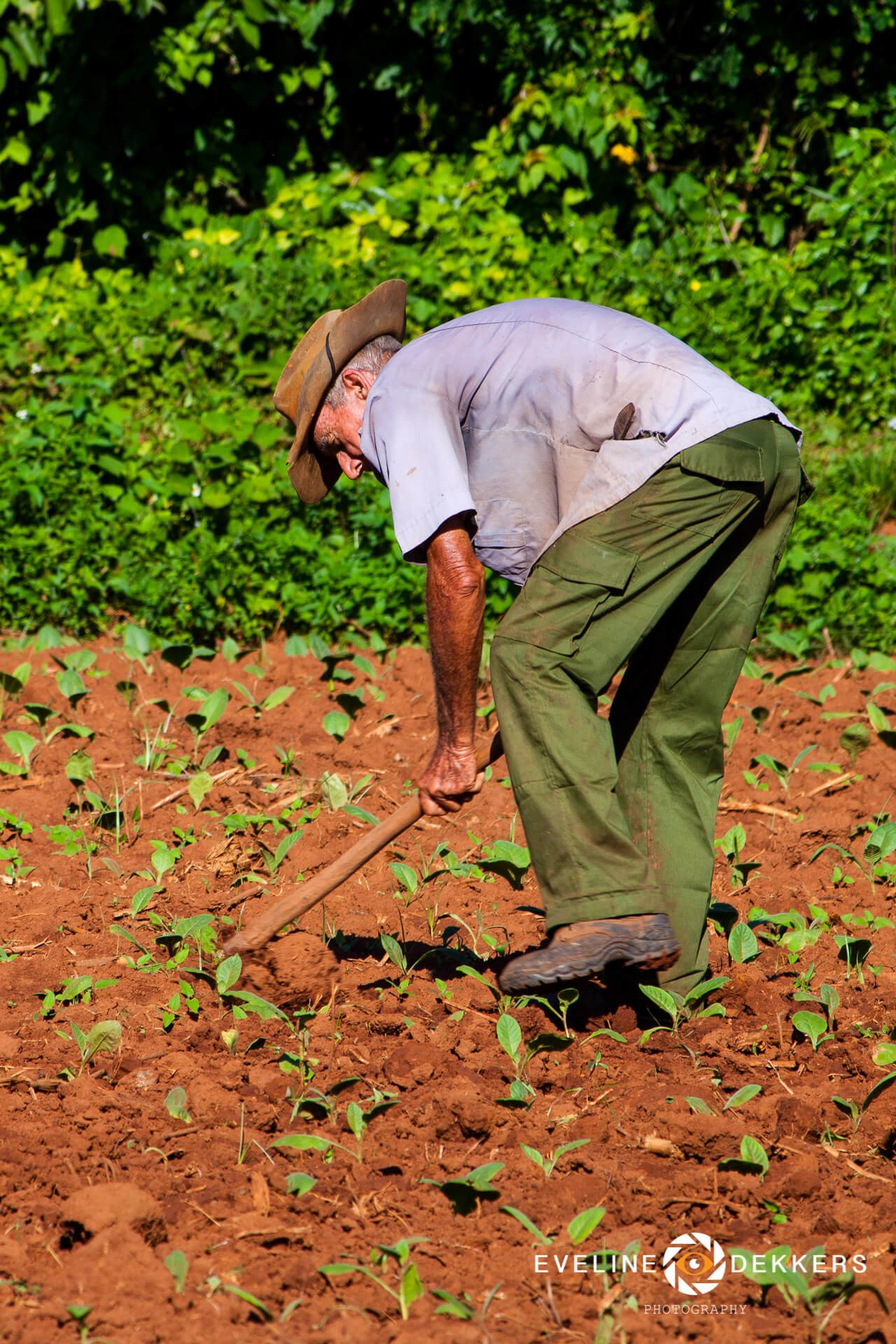 Working at the tobacco fields - Cuba • Eveline Dekkers Travel Photography