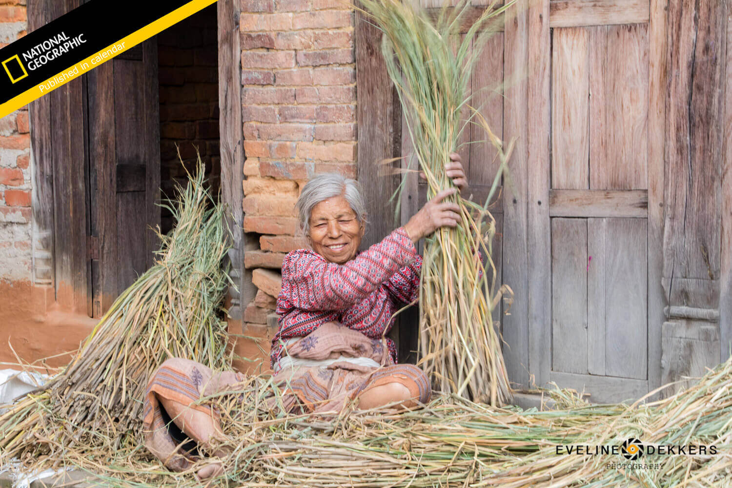 Nepalese woman collecting grass