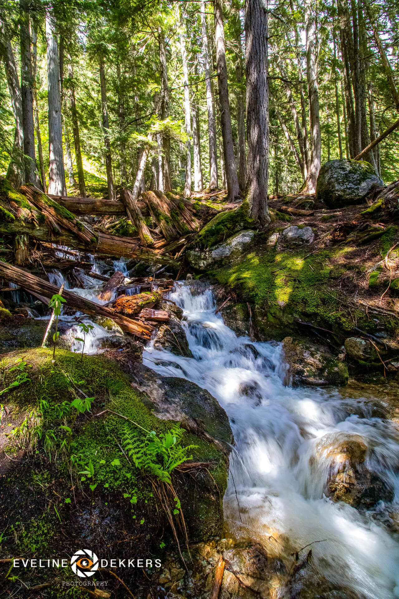 Broke bridge trail Revelstoke NP